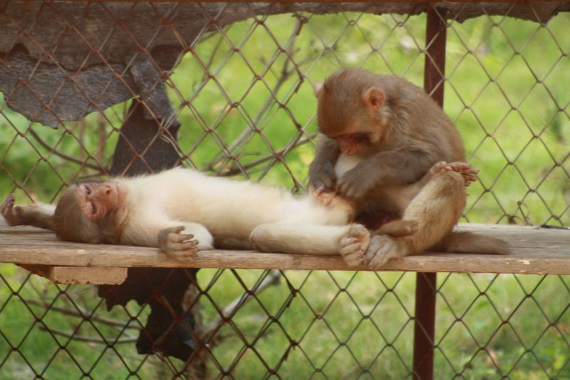 ����ţ���� 196.jpg