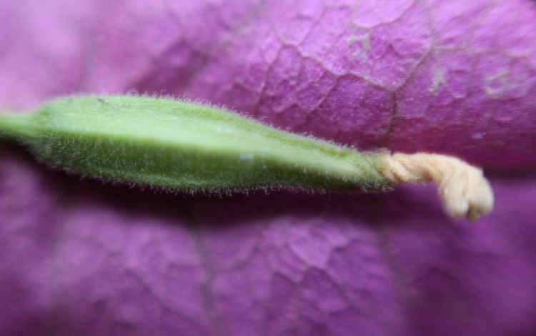 �����϶ž黨��о