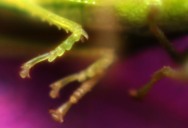 �ڼ���������ѧ��΢�࣬�ڻ����к��������棬��������һֻ��С�����졣