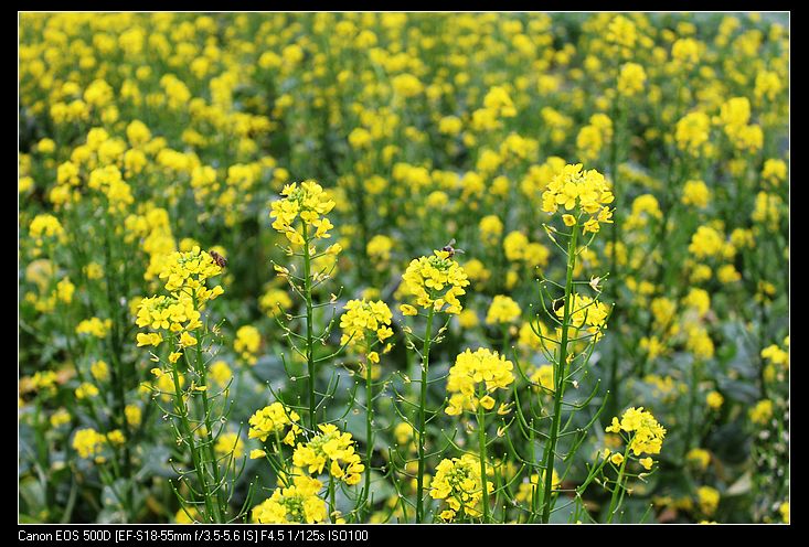 ������ 212.jpg