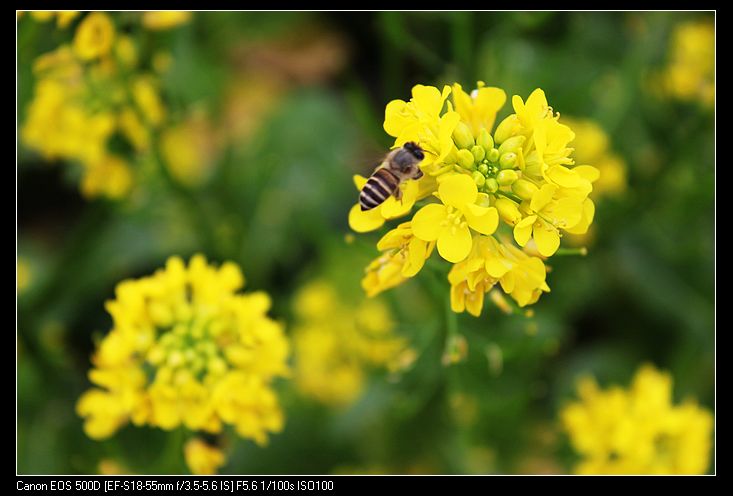 ������ 215.jpg