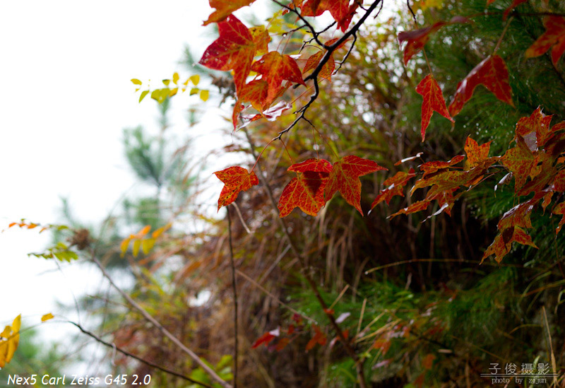 ���������ķ�Ҷ