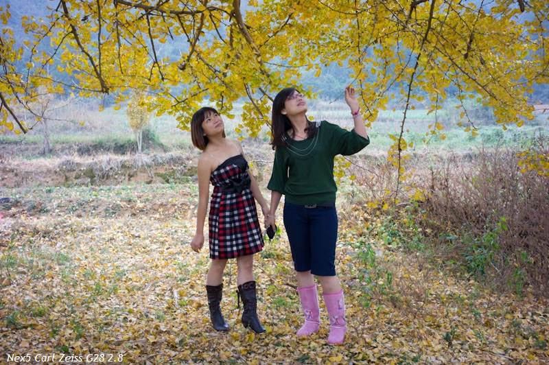 ���������ѣ�