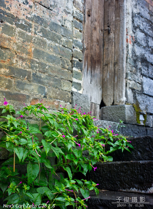 �������²�˾ɫ�ʵĶ��ɣ�