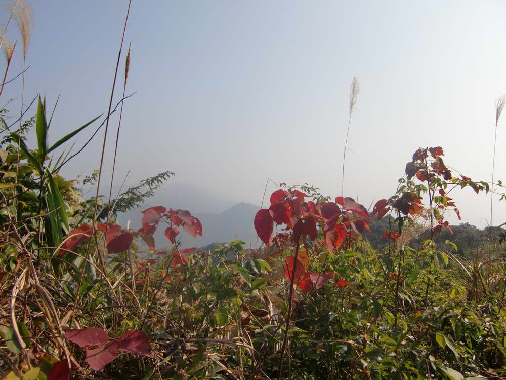 ����������ɽ�Ϻ���Ҷ��