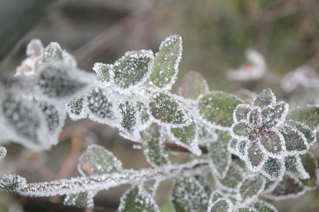 2011.01.08����çɽ��ѩ֮�� 113_����.jpg