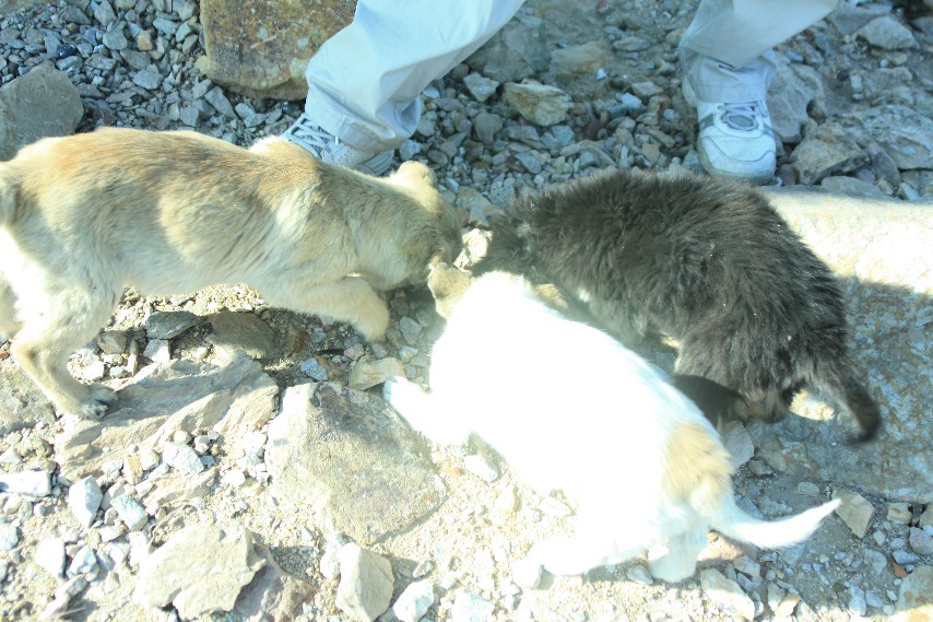 2011��Ԫ����Ͽ�� (26).JPG