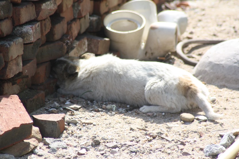 2011��Ԫ����Ͽ�� (30).JPG