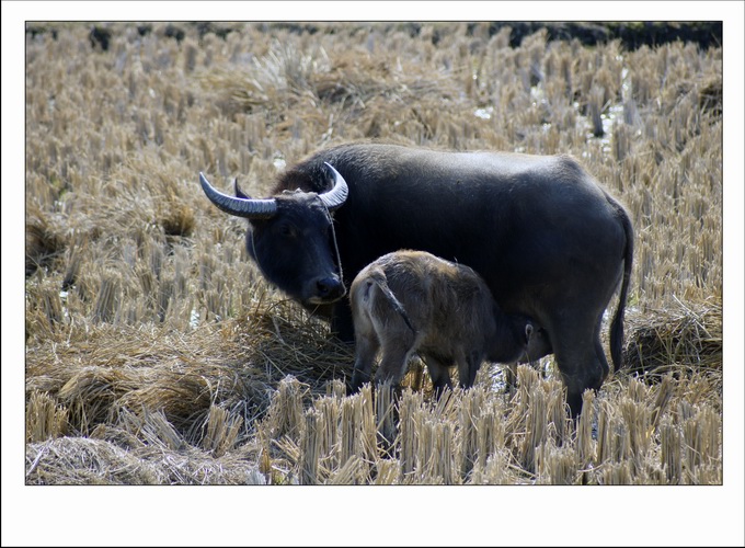 ������С _DSC2309.JPG