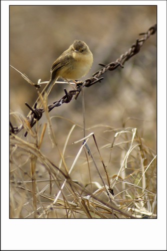 ������С _DSC2407.JPG