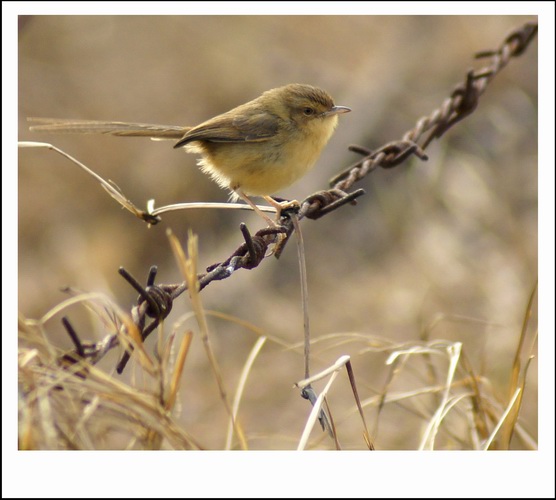 ������С _DSC2408.JPG