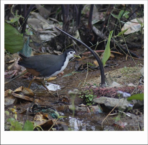 ������С _DSC2452.jpg