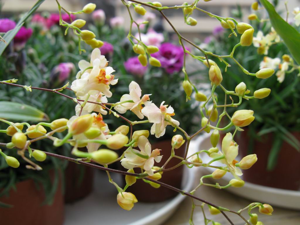 ������С IMG_6789.JPG